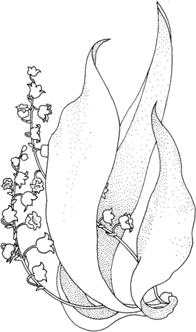 Lily Of The Valley Coloring Page